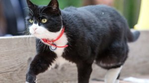 Умер бывший главный мышелов британского МИД кот Палмерстон