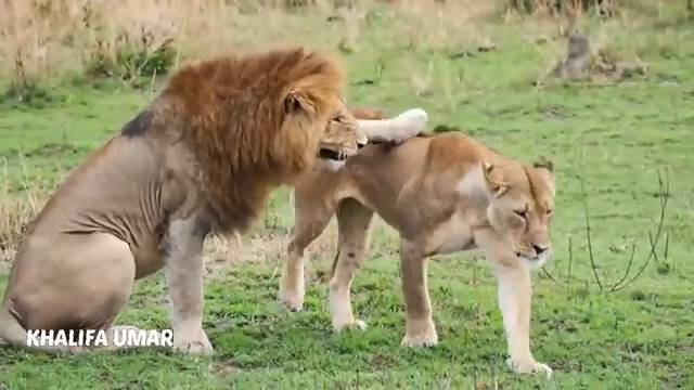 Animal Mating Crossing Dog, Lion, Horse, Monkey, Duck, Donkey - Compilation смотреть онлайн