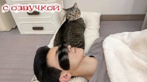 СМЕШНО ДО СЛЕЗ Приколы_с_котами и кошками!Смешные_коты!_Самые_смешные_животные!Смешная озвучка