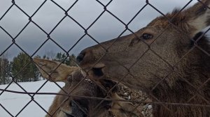 Олени на зооферме. Висим Свердловской области