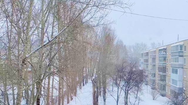 Февральская метелица ❄️