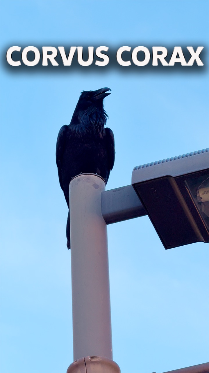 Черный Ворон, что ж ты... #сша