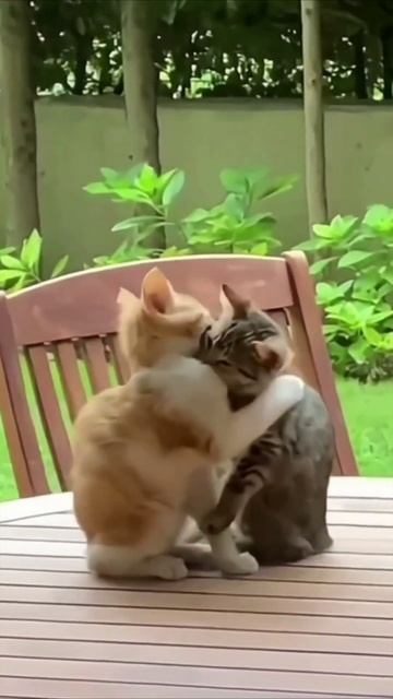 Смешные коты #110-1