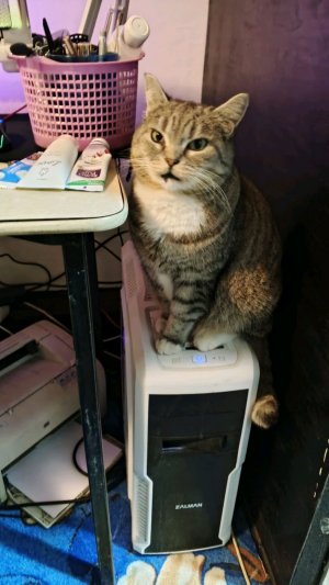 Смотрим, играем и общаемся