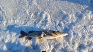 Рыбалка на жерлицы. Мы её поймали, огромная щука.Добыли трофей.