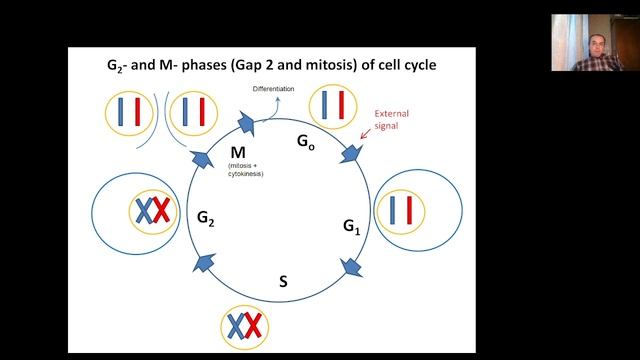Molecular and Cellular Biology, Lecture 2, Replication of DNA, Pt 1 Cell cycle