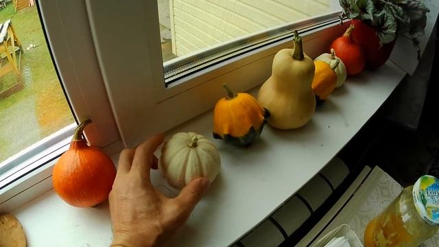 декоротивные тыквы