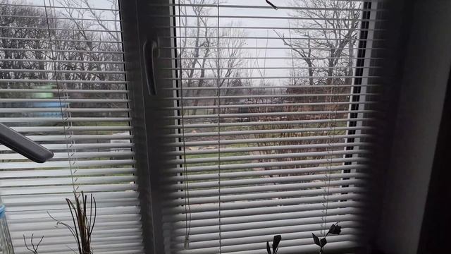 14,15 февраля 2026г.Продолжаю рассаживать цветы.Первая съемка на новую камеру. смотреть онлайн