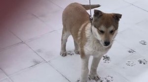 Вулкан, еще маленький! 🐕