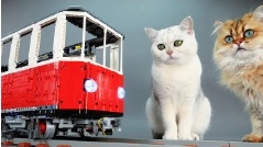 лего и котик смотреть онлайн