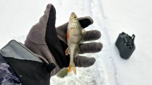 Глухозимье на Истринском водохранилище. 15.02.26. ❄️❄️❄️
