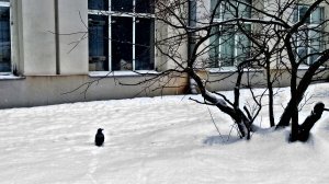 Снег в городе...