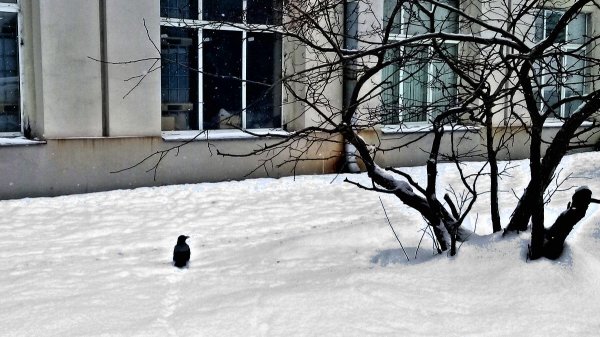 Снег в городе...