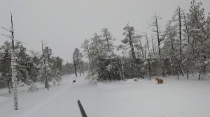 Классная охота с лунок. Наконец нашёл «заветную» стаю!