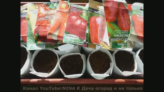 Перец без пикировки! Рассада перца без подсветки!Способ выращивания перца,по два перца в одной лунке смотреть онлайн