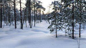 Музыка антистресс . Звуки зимнего леса для полной релаксации .