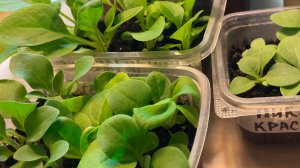 ПЕТУНИЯ ВСХОДИТ ВСЯ! Сейте со мной по всем правилам!