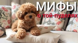 Мифы о той-пуделях / обзор породы той-пудель