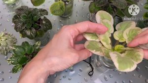 Выращиваем пасынки на пне фиалки. Отделение пасынков