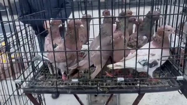 ярмарка голубей Славянск на Кубани 15.02.2026