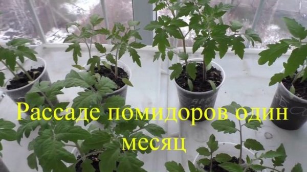 Сроки посева помидоров, перцев и баклажанов на рассаду.