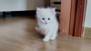 Мама-кошка и ее любимый белый котенок. Прекрасная игра белого котенка.