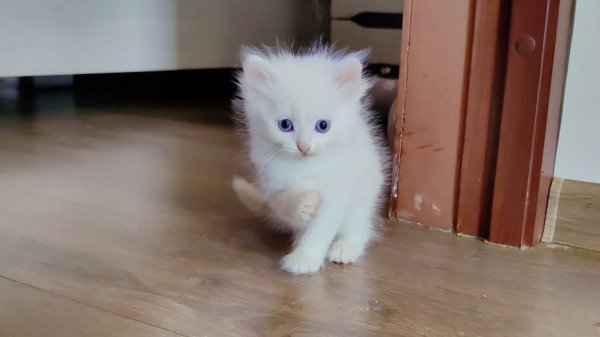 Мама-кошка и ее любимый белый котенок. Прекрасная игра белого котенка.