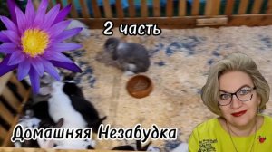 2 часть. У кучи одни мышцы и кожа в трусах ❗️