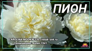 Травянистый пион "CAROLINA MOON"/Сад Ворошиловой