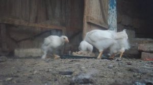 СЕЛЬСКИЙ МОТИВ  (26) (нарезка на песню Хуторянк  София Ротару)