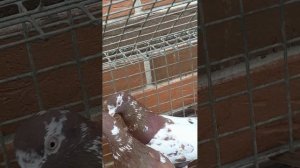 красные Чили, звоните