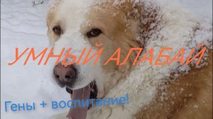 РАЗУМный АЛАБАЙ