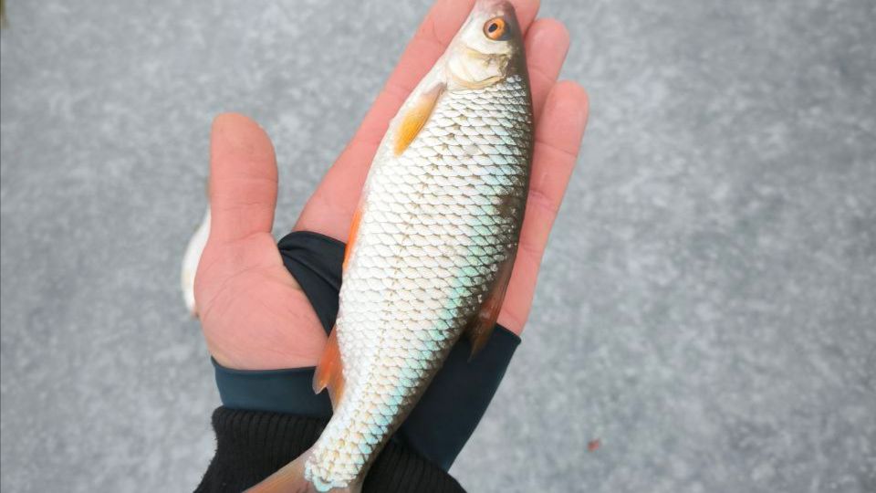 Зимняя рыбалка как она есть. Окунь и плотва, но не все так однозначно.. смотреть онлайн