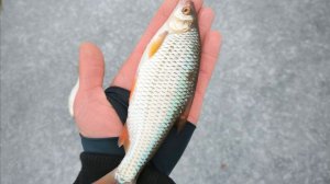 Зимняя рыбалка как она есть. Окунь и плотва, но не все так однозначно..