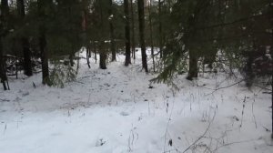 Злата и Белкунья нашли лося