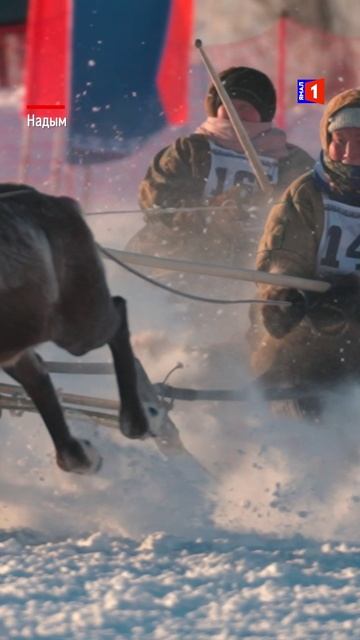 На Дне оленевода в Надыме выступил Игорь Корнилов смотреть онлайн