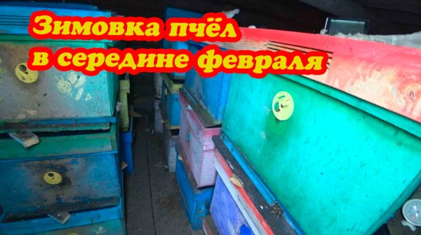 ЗИМОВКА ПЧЁЛ В СЕРЕДИНЕ ФЕВРАЛЯ, ЧТО НУЖНО СДЕЛАТЬ.