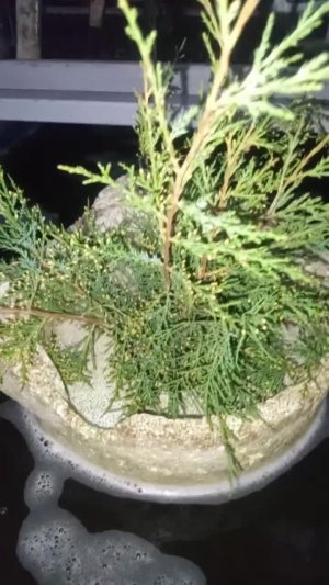 Всем доброй ночи. Новый эксперимент у дяди Вити. ПП пытаюсь укоренить можжевельник. В прошлый раз...