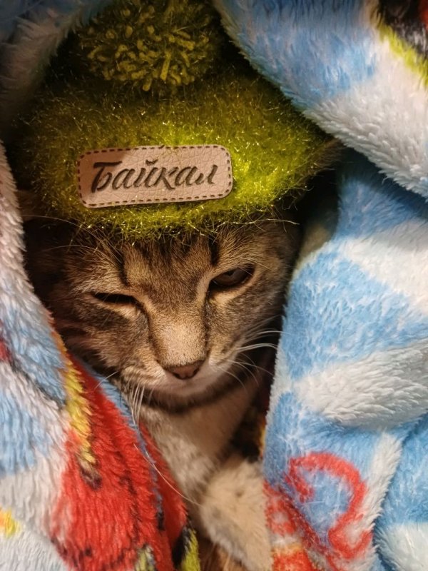 Стрим полчаса