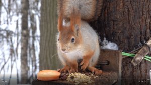 Две упитанные белки