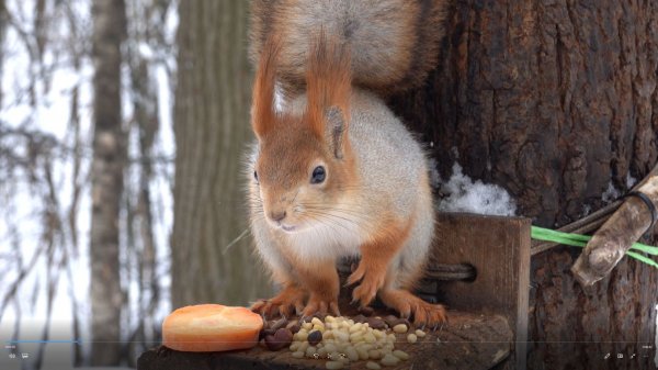 Две упитанные белки