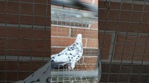 Чили сизые, продажа