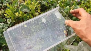 БАБОЧКИ ЛОВЛЯ