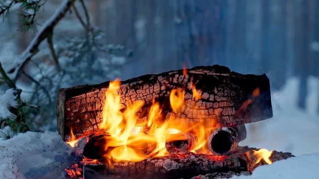 Лесной костёр 4К смотреть онлайн