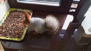 замечательные вольные белки