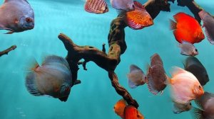Дискусы. Тропические рыбки. Рыбки. Рыбы. Океанариум РИО