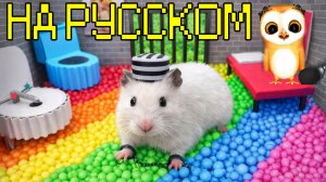 ПОБЕГ ХОМЯЧКА СЕМЕНА ИЗ РАЗНОЦВЕТНОЙ ЛОВУШКИ МУЛЬТИКИ ДЛЯ ДЕТЕЙ ПРО ХОМЯКА