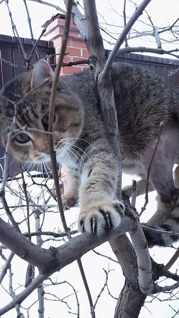 Кот-высотник.