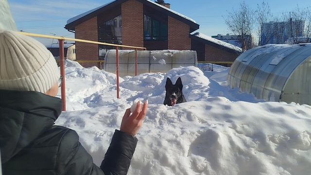 ВЕО  восточно европейская овчарка черная