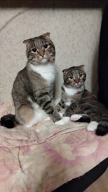 котики Тёма и Сёма!!!🐈💋😍😻🐱🥰😘❤️